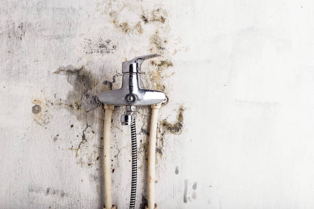  Mercedes, TX Mold Removal Pros