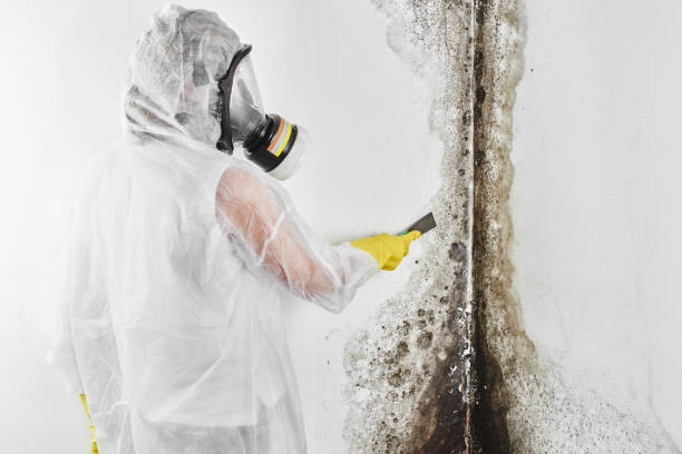 Best DIY Mold Remediation Support Services in Mercedes, TX
