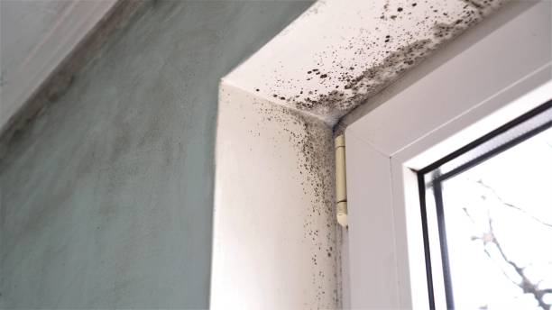 Best Crawl Space Mold Remediation in Mercedes, TX