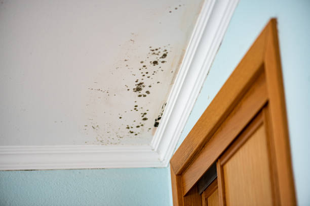 Best Attic Mold Remediation in Mercedes, TX