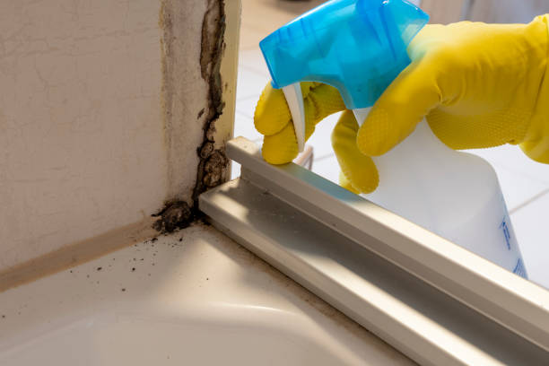 Best Emergency Mold Remediation in Mercedes, TX