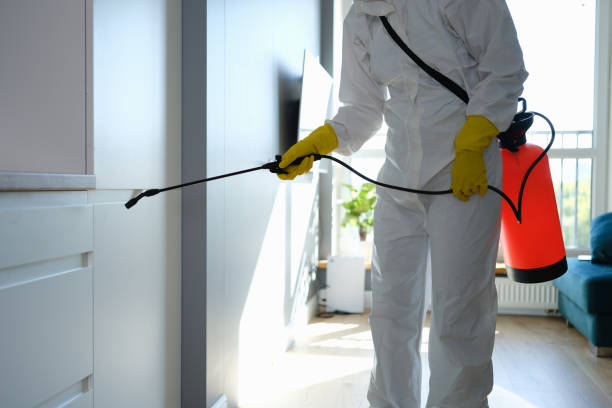 Reliable Mercedes, TX Mold Remediation Solutions