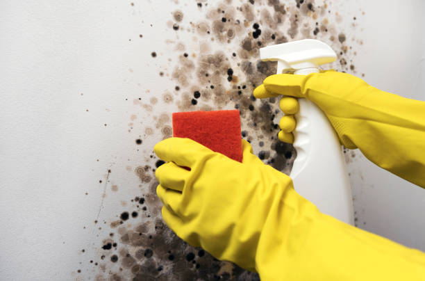 Best Basement Mold Remediation in Mercedes, TX
