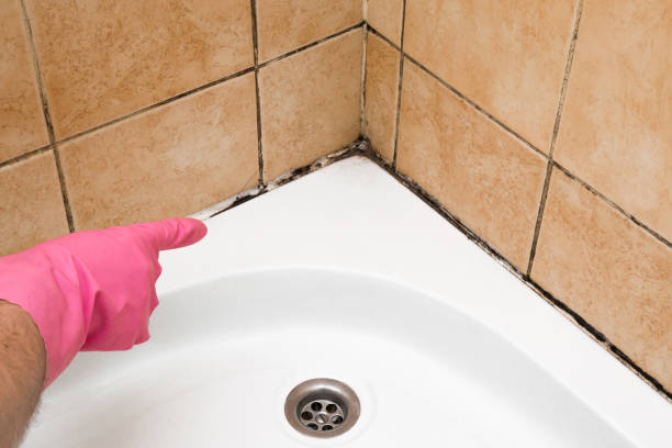 Best Residential Mold Remediation in Mercedes, TX